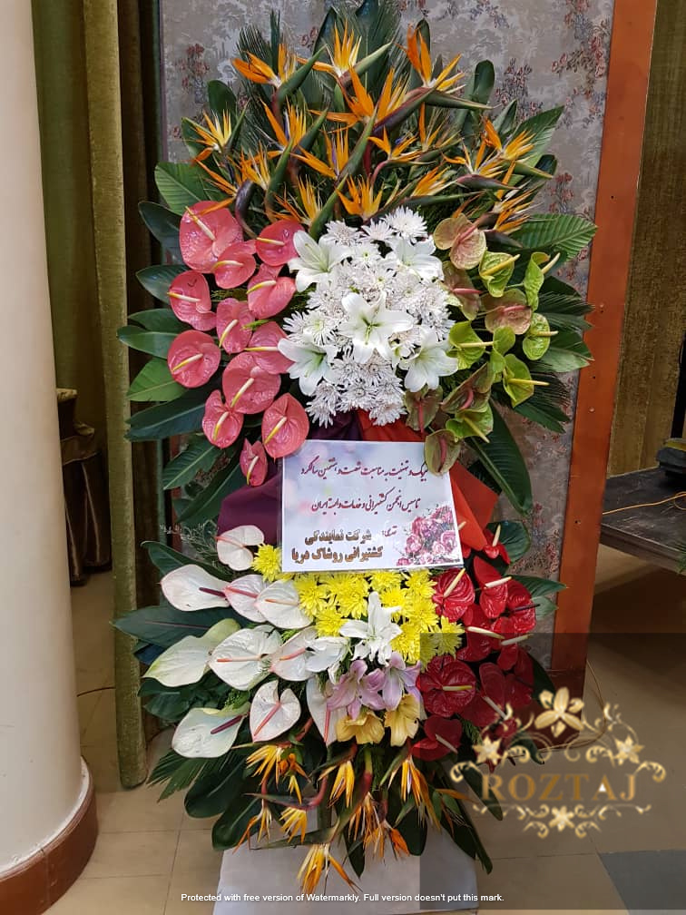 تاج گل افتتاحیه استریت یا مرغ بهشتی انتریم